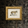 GOLDEN TIGER - Dušek Décor