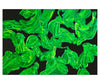 GREEN MOTION - Dušek Décor