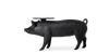 PIG TABLE